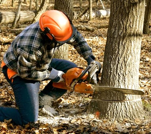 Tree Removal in Lanse, MI
